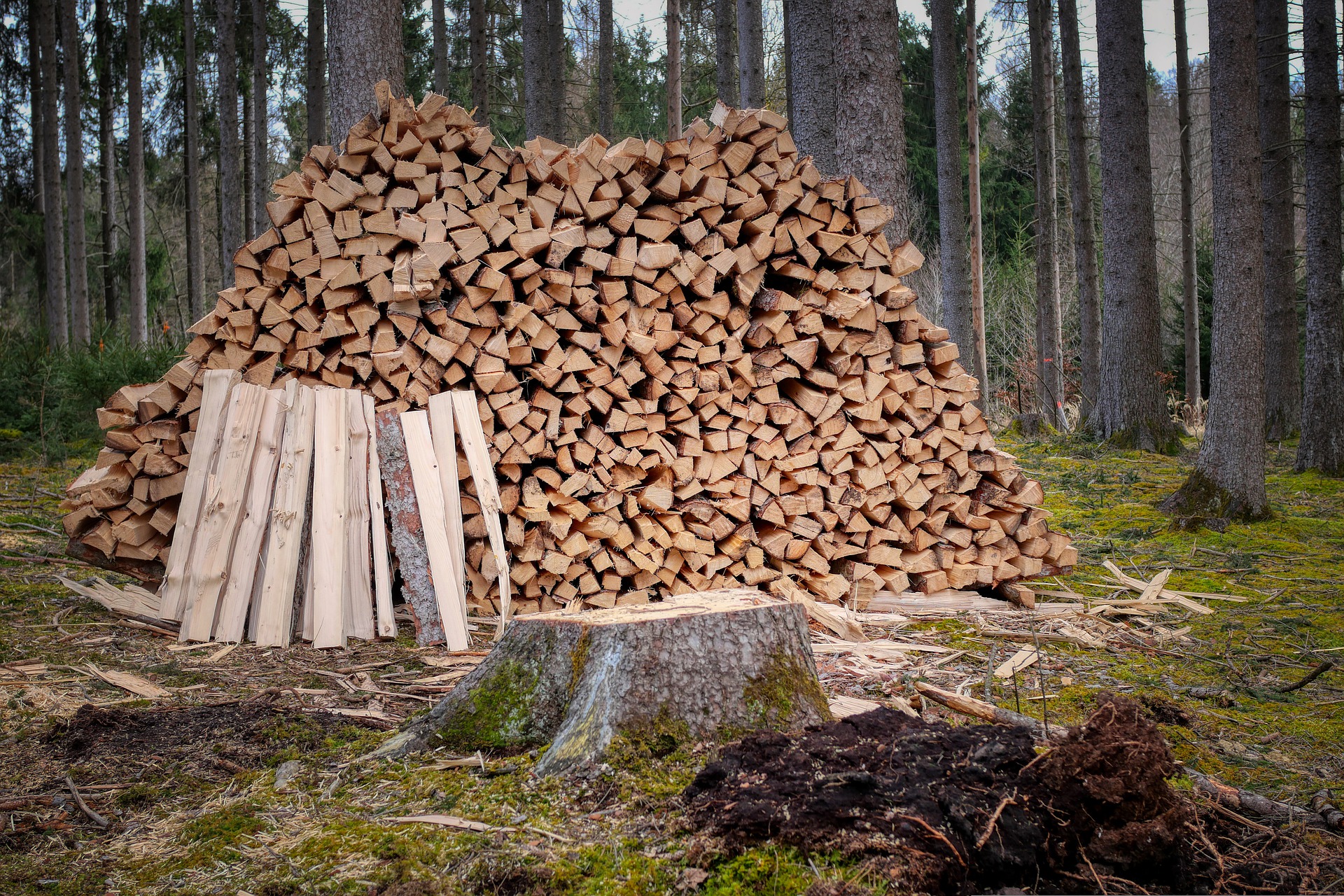 Holznutzung muss zur Erreichung der Klimaziele gesteigert werden
